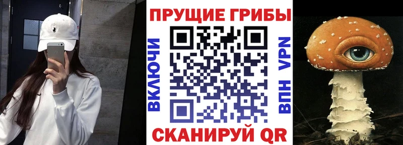 omg вход  Родники  Галлюциногенные грибы Psilocybine cubensis 